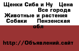 Щенки Сиба и Ну › Цена ­ 35000-85000 - Все города Животные и растения » Собаки   . Пензенская обл.